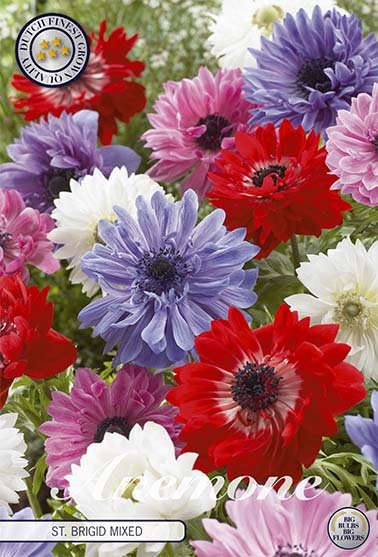 Bukettanemon-Anemone Coronaria St. Brigit 15 pakke
